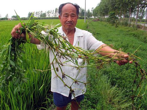 安徽合肥市包河區(qū)大圩鄉(xiāng)農(nóng)民展示從自家農(nóng)田灌渠內(nèi)拔除的、莖長一米多的有害植物空心蓮子草(2004年8月4日攝)??招纳徸硬菰a(chǎn)于巴西,又名水花生、革命草、喜旱蓮子草,20世紀30年代傳入中國,是危害性極大的物種,被列為中國首批外來入侵物種。 新華社發(fā)