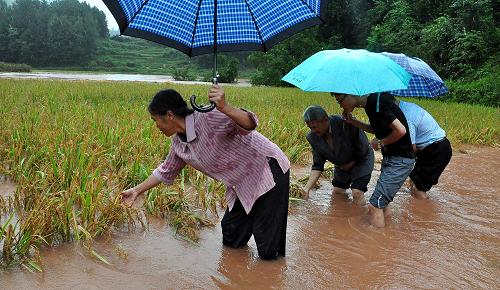 9月12日,湖北恩施宣恩縣李家河鄉(xiāng)鄉(xiāng)村干部冒雨在田間查看災(zāi)情。新華社發(fā)(宋文 攝)