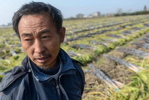 浙江溫嶺:甘蔗滯銷傷農(nóng)心 12月12日,溫嶺市新河鎮(zhèn)渡首西村,來(lái)自云南的甘蔗種植大戶李國(guó)良站在已出售給中間商的甘蔗邊愁眉苦臉。今年李國(guó)良在溫嶺承包土地種了32畝甘蔗,“成本是1.3元/根,現(xiàn)在只賣了0.35元/根,少說(shuō)要虧6萬(wàn)元”。 浙江溫嶺市是“甘蔗之鄉(xiāng)”,2012年當(dāng)?shù)厥秤酶收釡N、收購(gòu)價(jià)較去年大減,甘蔗種植戶因此遭受虧損。據(jù)種植大戶介紹,今年溫嶺紅皮甘蔗批發(fā)價(jià)不到1元/根,連成本都收不回來(lái);而同樣的甘蔗在去年批發(fā)價(jià)是2元/根。 當(dāng)?shù)剞r(nóng)業(yè)部門及一些甘蔗中間商估算,目前溫嶺還有近三成甘蔗未找到銷路,其中部分收獲后埋入土中儲(chǔ)藏,但仍有不少成熟甘蔗留在地里無(wú)人問(wèn)津,蔗農(nóng)為此心急如焚。 據(jù)了解,因去年全國(guó)甘蔗行情好,今年溫嶺市5000多戶蔗農(nóng)共種植甘蔗3.6萬(wàn)畝,同比增加6000畝。10月中下旬,廣東、廣西等地甘蔗提前上市且價(jià)格便宜,對(duì)溫嶺甘蔗的銷售也產(chǎn)生很大影響。當(dāng)?shù)剞r(nóng)業(yè)專家建議,廣大蔗農(nóng)要積極應(yīng)對(duì)滯銷,相關(guān)政府部門也應(yīng)提供更多市場(chǎng)信息指導(dǎo)。 新華社記者韓傳號(hào)攝