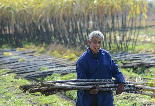 浙江溫嶺:甘蔗滯銷傷農(nóng)心 12月12日,溫嶺市澤國(guó)鎮(zhèn)下店村蔗農(nóng)蔣啟友搬運(yùn)收獲的甘蔗,準(zhǔn)備先埋到地里儲(chǔ)藏。 浙江溫嶺市是“甘蔗之鄉(xiāng)”,2012年當(dāng)?shù)厥秤酶收釡N、收購(gòu)價(jià)較去年大減,甘蔗種植戶因此遭受虧損。據(jù)種植大戶介紹,今年溫嶺紅皮甘蔗批發(fā)價(jià)不到1元/根,連成本都收不回來(lái);而同樣的甘蔗在去年批發(fā)價(jià)是2元/根。 當(dāng)?shù)剞r(nóng)業(yè)部門及一些甘蔗中間商估算,目前溫嶺還有近三成甘蔗未找到銷路,其中部分收獲后埋入土中儲(chǔ)藏,但仍有不少成熟甘蔗留在地里無(wú)人問(wèn)津,蔗農(nóng)為此心急如焚。 據(jù)了解,因去年全國(guó)甘蔗行情好,今年溫嶺市5000多戶蔗農(nóng)共種植甘蔗3.6萬(wàn)畝,同比增加6000畝。10月中下旬,廣東、廣西等地甘蔗提前上市且價(jià)格便宜,對(duì)溫嶺甘蔗的銷售也產(chǎn)生很大影響。當(dāng)?shù)剞r(nóng)業(yè)專家建議,廣大蔗農(nóng)要積極應(yīng)對(duì)滯銷,相關(guān)政府部門也應(yīng)提供更多市場(chǎng)信息指導(dǎo)。 新華社記者韓傳號(hào)攝