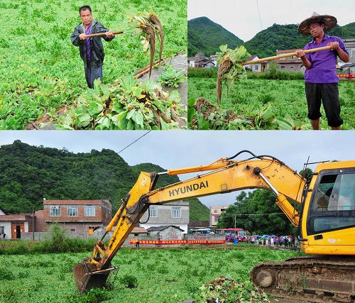 全國外來入侵物種大薸滅除活動(dòng)在廣西啟動(dòng) 6月27日,在廣西來賓忻城縣思練鎮(zhèn)石龍村上堯屯,村民在打撈思練河上的大薸(拼版照片)。 當(dāng)日,由農(nóng)業(yè)部舉辦的全國外來入侵物種大薸滅除活動(dòng)在廣西來賓市忻城縣舉行啟動(dòng)儀式?;顒?dòng)的主題是“鏟除外來生物,建設(shè)美麗家園”。啟動(dòng)儀式后與會(huì)人員來到忻城縣思練鎮(zhèn)石龍村現(xiàn)場滅除大薸。 大薸又名“肥豬草”“水浮蓮”,因其形酷似大白菜,又被稱為“水白菜”。原產(chǎn)巴西,明末進(jìn)入我國,20世紀(jì)50年代被作為豬飼料在我國推廣栽培。“水白菜”在平靜的淡水湖泊、水庫、溝渠中極易繁殖,大面積聚集水面時(shí),會(huì)堵塞航道,影響水產(chǎn)養(yǎng)殖,導(dǎo)致沉水植物死亡,危害水生生態(tài)系統(tǒng)。 新華社發(fā)(樊紹光 攝)