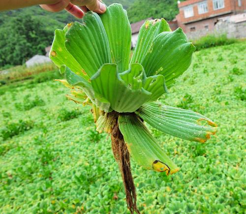 全國外來入侵物種大薸滅除活動(dòng)在廣西啟動(dòng) 6月27日,在廣西來賓忻城縣思練河上,大量大薸覆蓋河道。 當(dāng)日,由農(nóng)業(yè)部舉辦的全國外來入侵物種大薸滅除活動(dòng)在廣西來賓市忻城縣舉行啟動(dòng)儀式?;顒?dòng)的主題是“鏟除外來生物,建設(shè)美麗家園”。啟動(dòng)儀式后與會(huì)人員來到忻城縣思練鎮(zhèn)石龍村現(xiàn)場滅除大薸。 大薸又名“肥豬草”“水浮蓮”,因其形酷似大白菜,又被稱為“水白菜”。原產(chǎn)巴西,明末進(jìn)入我國,20世紀(jì)50年代被作為豬飼料在我國推廣栽培。“水白菜”在平靜的淡水湖泊、水庫、溝渠中極易繁殖,大面積聚集水面時(shí),會(huì)堵塞航道,影響水產(chǎn)養(yǎng)殖,導(dǎo)致沉水植物死亡,危害水生生態(tài)系統(tǒng)。 新華社發(fā)(樊紹光 攝)