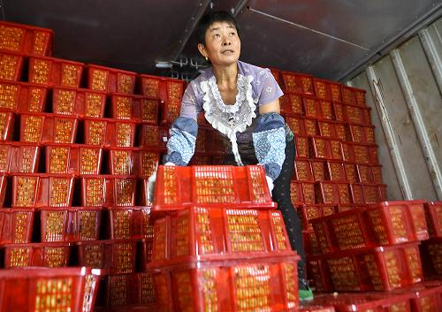 新疆葡萄“坐著火車”去“兩廣” 8月28日,一名鐵路裝卸工在新疆哈密貨運(yùn)中心貨場鐵路機(jī)保車內(nèi)整理葡萄。 當(dāng)日,隨著滿載180噸葡萄的“甜蜜列車”從新疆哈密貨運(yùn)中心駛往廣東湛江,拉開了2013年新疆鐵路運(yùn)輸新鮮水果往廣西南寧和廣東湛江兩地的大幕。據(jù)烏魯木齊鐵路局介紹,8月28日至31日期間,新疆鐵路部門還將通過鐵路機(jī)保車運(yùn)輸?shù)姆绞?,?列32車近1500噸葡萄運(yùn)往“兩廣”。 新華社記者 趙戈 攝
