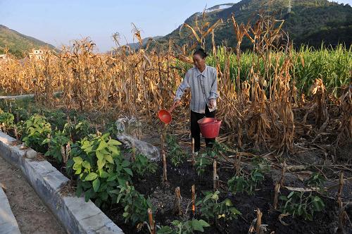 廣西田林縣舊州鎮(zhèn)平滿村一位村民為長得高低不一的作物澆水(9月7日攝)。新華社記者 周華 攝