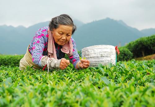 9月8日,茶農(nóng)在廣西昭平縣的生態(tài)茶園采摘茶葉。當日是農(nóng)歷24節(jié)氣中的白露,廣西昭平縣13萬畝茶園迎來了秋茶采摘高峰,茶農(nóng)上山趕采“白露茶”。據(jù)悉,從白露節(jié)氣開始天氣漸涼,夜間水汽在茶樹上凝結(jié)成露,此時采摘的“白露茶”甘醇清香,深受茶客喜愛。新華社發(fā)(黎祖疊 攝)