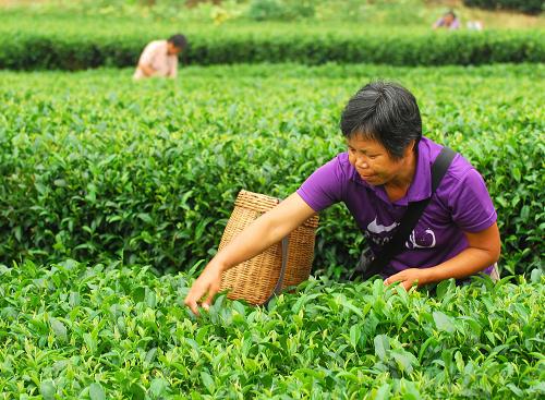 9月8日,茶農(nóng)在廣西昭平縣的生態(tài)茶園采摘茶葉。新華社發(fā)(黎祖疊 攝)