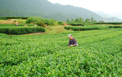 9月8日,茶農(nóng)在廣西昭平縣的生態(tài)茶園采摘茶葉。新華社發(fā)(黎祖疊 攝)