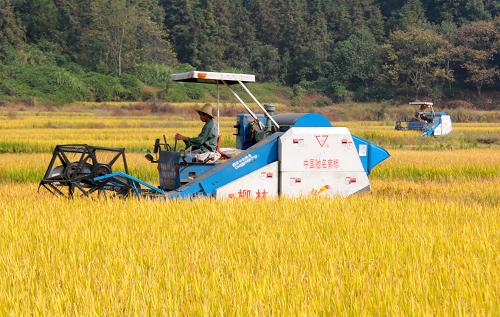 11月1日,江西省靖安縣仁首鎮(zhèn)大團村農(nóng)民在收割晚稻。新華社發(fā)(徐仲庭 攝)
