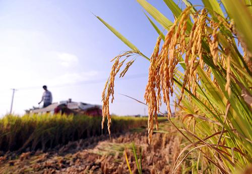 11月1日,村民在河源市龍川縣通衢鎮(zhèn)農(nóng)業(yè)部萬畝水稻高產(chǎn)示范片現(xiàn)場收割。新華社發(fā)(黃贊福 攝)
