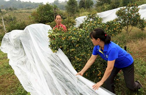 11月7日,廣西柳州市融安縣大將鎮(zhèn)板茂村桔農(nóng)駱心可夫婦在桔園為金桔覆蓋保溫膜。近日,針對氣溫驟降,廣西柳州融安縣桔農(nóng)通過搭建避寒拱棚覆蓋農(nóng)膜等方式,使7.8萬畝進(jìn)入成熟期的金桔免受凍害。融安縣大力推廣農(nóng)作物“三避技術(shù)”(避雨、避寒、避曬),對提高農(nóng)產(chǎn)品品質(zhì)、調(diào)整熟期結(jié)構(gòu)、拓展市場份額,實(shí)現(xiàn)農(nóng)作物增產(chǎn)、農(nóng)民增收發(fā)揮了重要作用。目前廣西“三避”技術(shù)推廣面積已達(dá)6857萬畝。新華社發(fā)(譚凱興 攝)