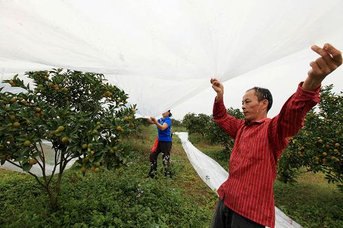 11月7日,廣西柳州市融安縣大將鎮(zhèn)板茂村桔農(nóng)駱心可夫婦在桔園為金桔覆蓋保溫膜。新華社發(fā)(譚凱興 攝)