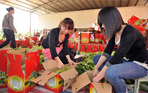 這是廣西浦北縣北通鎮(zhèn)的蕉農(nóng)將香蕉裝箱外銷(11月24日攝)。新華社記者 張愛林 攝