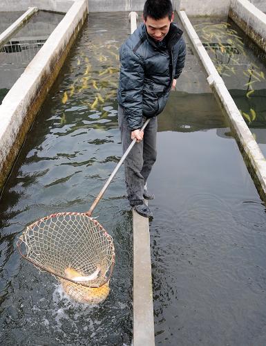 1月10日,在甘肅省文縣丹堡鄉(xiāng)的一個冷水魚養(yǎng)殖公司,工作人員正在打撈金鱒魚。新華社記者 高健鈞 攝