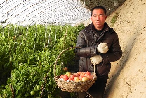 1月12日,內(nèi)蒙古巴彥淖爾市五原縣隆興昌鎮(zhèn)舊城村農(nóng)民李安元在日光溫室內(nèi)采摘西紅柿。新華社記者 李云平 攝