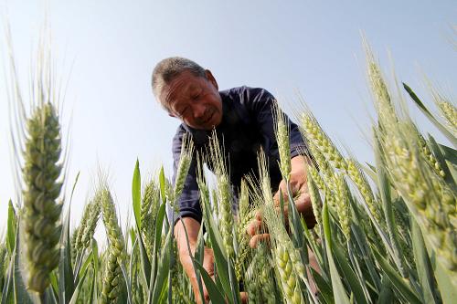 5月10日,山東省臨沂市郯城縣郯城街道辦事處十里村農(nóng)民在查看小麥長勢。新華社發(fā)(張春雷 攝)
