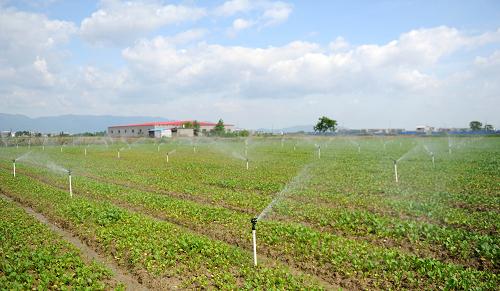 江西安義縣黃洲鎮(zhèn)玉菜業(yè)基地蔬菜采取節(jié)水噴灌技術(5月31日攝)。新華社記者 周科 攝