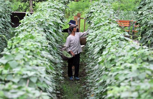 安徽省寧國市湖南村“開心農(nóng)場”的種植戶在采摘四季豆(6月7日攝)。近年來,安徽省寧國市近郊的湖南村在新農(nóng)村建設(shè)中成立了種植合作社農(nóng)場,將村內(nèi)200畝左右的土地進(jìn)行集中管理,科學(xué)規(guī)劃和種植。同時(shí),湖南村通過將農(nóng)場內(nèi)規(guī)劃的土地按塊再次出租給寧國市內(nèi)居民認(rèn)養(yǎng),成了現(xiàn)實(shí)版的“開心農(nóng)場”。這一方法既增加了農(nóng)民收入,又帶動(dòng)了當(dāng)?shù)匦罗r(nóng)村建設(shè),取得了良好的效果。據(jù)介紹,安徽省寧國市從2006年起對全市范圍內(nèi)的鄉(xiāng)村進(jìn)行新農(nóng)村改造、建設(shè),現(xiàn)在已形成了以生態(tài)環(huán)保、特色農(nóng)業(yè)等為特點(diǎn)的近50個(gè)美麗和諧鄉(xiāng)村,成為安徽省新農(nóng)村建設(shè)的典范。新華社記者 郭晨 攝
