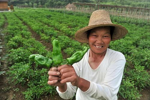 安徽省寧國市湖南村“開心農(nóng)場”的種植戶柴德秀在展示剛收獲的青椒(6月7日攝)。新華社記者 郭晨 攝