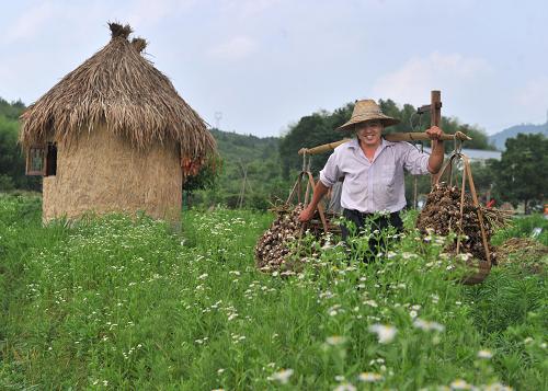 安徽省寧國市湖南村“開心農(nóng)場”的種植戶黃明亮挑著剛收獲的大蒜走過田間(6月7日攝)。新華社記者 郭晨 攝