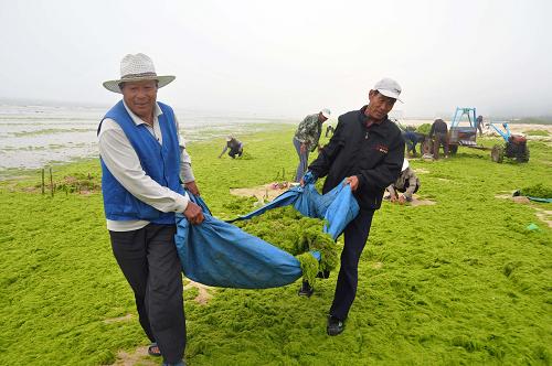 6月17日,山東省乳山市徐家鎮(zhèn)沿海村落的村民在沙灘上清除滸苔。新華社發(fā)(劉國賢 攝)