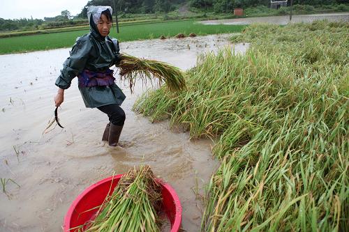 7月17日,江西省九江市都昌縣多寶鄉(xiāng)大片農田被淹,村民冒雨在水中搶收早稻。 新華社發(fā)(傅建斌 攝)