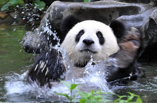 7月19日,大熊貓“鳳儀”在桂林動物園里戲水。記者當日從桂林動物園獲悉,在這里生活了兩年多的奧運大熊貓“鳳儀”,將于近日被接回四川臥龍中國保護大熊貓研究中心,擇日與另一只奧運大熊貓“福娃”一同遠赴馬來西亞旅居。作為北京奧運會8只“奧運大熊貓” 之一的“鳳儀”是一只出生于四川臥龍的亞成體雌性大熊貓,今年6歲,相當于人類的十八九歲年齡。它曾歷經(jīng)汶川大地震。新華社記者 陸波岸 攝