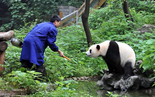 7月19日,桂林動物園飼養(yǎng)員在向大熊貓“鳳儀”喂食。新華社記者 陸波岸 攝