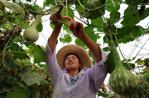 8月8日,江西豐城市董家鎮(zhèn)蜜塘村富硒蔬菜大棚基地的工人在管理嫁接的葫蘆。新華社記者 周科 攝