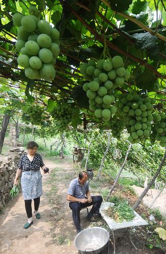 8月8日,在山西清徐縣一處農(nóng)家樂(lè)內(nèi),村民正在為游客準(zhǔn)備野菜。新華社記者 燕雁 攝