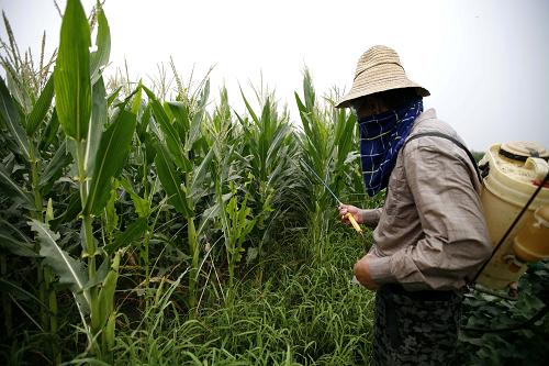 8月8日,天津?qū)幒涌h豐臺(tái)鎮(zhèn)一農(nóng)民正在除治三代粘蟲(chóng)。受大雨過(guò)后高濕天氣的影響,目前,天津部分玉米田出現(xiàn)三代粘蟲(chóng)。由于粘蟲(chóng)具有暴發(fā)性、暴食性、群集性、遷移性、毀滅性的特點(diǎn),天津市相關(guān)部門(mén)正組織技術(shù)人員深入田間地頭指導(dǎo)農(nóng)民及時(shí)除治。新華社發(fā)(任麗華 攝)