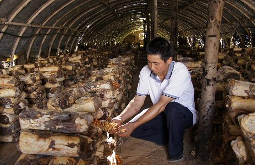 內(nèi)蒙古通遼市奈曼旗白音塔拉蘇木的農(nóng)民崔強正在采摘已經(jīng)長成的滑子菇(8月8日攝)。內(nèi)蒙古通遼市奈曼旗位于內(nèi)蒙古東北部科爾沁沙地深處,當(dāng)?shù)剞r(nóng)牧民利用沙地光照時間長、溫差大、生產(chǎn)周期短等特點大力發(fā)展食用菌種植產(chǎn)業(yè)。目前,奈曼旗已完成258座食用菌大棚的建設(shè),每座棚一次擺放8000菌袋,一次性純收入在2萬元以上,每年每棚可種植6—10茬食用菌。由于沙地食用菌品質(zhì)高、無污染,深受市場歡迎,產(chǎn)品銷往遼寧、吉林、黑龍江、河北、北京等省市,食用菌種植已成為當(dāng)?shù)剞r(nóng)牧民增收的致富寶。新華社記者 趙婷婷 攝