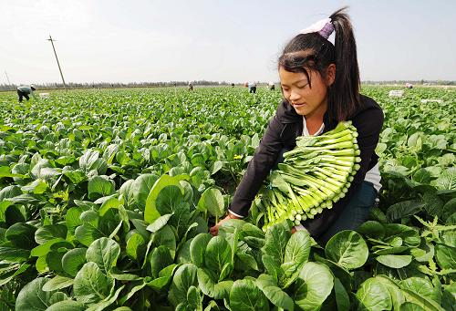 8月20日,在寧夏回族自治區(qū)永寧縣望洪鎮(zhèn)供港蔬菜基地內(nèi),農(nóng)民正在采摘成熟的菜心。截至目前,當(dāng)?shù)匾呀ǔ晒└凼卟嘶?.2萬畝,年銷售量2800多噸,年總產(chǎn)值達到3600萬元以上。新華社記者 彭昭之 攝
