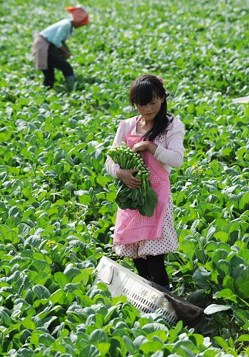 8月20日,在寧夏回族自治區(qū)永寧縣望洪鎮(zhèn)供港蔬菜基地內(nèi),農(nóng)民正在采摘成熟的菜心。截至目前,當(dāng)?shù)匾呀ǔ晒└凼卟嘶?.2萬畝,年銷售量2800多噸,年總產(chǎn)值達到3600萬元以上。新華社記者 彭昭之 攝