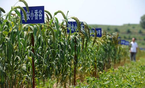 陜西省榆林市榆陽區(qū)魚河峁鎮(zhèn)白家溝村的小雜糧等農(nóng)作物長勢喜人(8月23日攝)。新華社記者 江宏景 攝