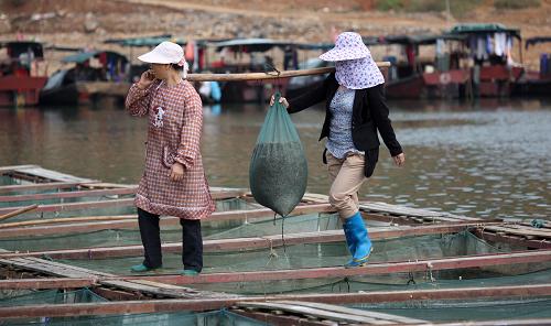 9月10日,在鄱陽(yáng)湖都昌城西碼頭,漁民們將打撈的青蝦抬上岸。 正值鄱陽(yáng)湖青蝦豐收之際,江西省都昌縣薌溪鄉(xiāng)漁民忙著收蝦、分揀、外運(yùn)。今年以來(lái),江西鄱陽(yáng)湖持續(xù)豐水,湖區(qū)漁業(yè)得到修復(fù),鄱陽(yáng)湖青蝦產(chǎn)量大增,漁民喜獲豐收。新華社發(fā)(傅建斌 攝)