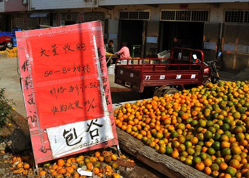 10月31日,在石門縣一處柑橘收購點,堆積如山的柑橘前明碼標價地注明今年柑橘的規(guī)格和收購價。11月1日,天氣晴好,在我國柑橘主產(chǎn)地之一的湖南省常德市石門縣,橘農(nóng)們正忙著將自家新采摘下的柑橘賣到收購站里。然而這些橘農(nóng)并不喜悅,因為收購價格一路狂跌,造成今年豐產(chǎn)的柑橘出現(xiàn)滯銷,愁壞了辛苦一年的橘農(nóng)。由于受到天氣、全國性柑橘大豐收、國際市場需求減少及加工企業(yè)庫存壓力加劇等多方面因素的影響,今年柑橘的平均收購價格還不到去年的一半,果賤傷農(nóng)已成定局。湖南石門縣共種植柑橘44萬畝,種植面積居全國縣級首位,種植面積和產(chǎn)量在湖南占據(jù)四分之三以上的份額,年產(chǎn)量達400多萬噸,柑橘銷售收入3億多元,占全縣農(nóng)業(yè)總產(chǎn)值四分之一以上。新華社記者 趙眾志 攝