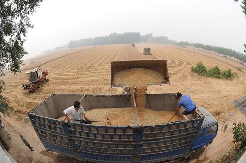 2012年6月5日,河南省沈丘縣北楊集鄉(xiāng)林寨村農(nóng)民把收獲的小麥直接裝上卡車運(yùn)往糧庫(kù)。新華社記者 趙鵬 攝