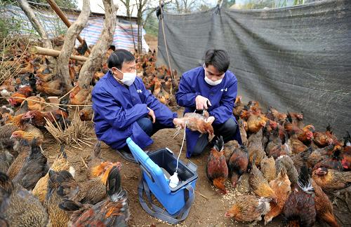 12月9日,在廣西柳州市融安縣大坡鄉(xiāng)下寨村,當?shù)胤酪卟块T工作人員在給土雞注射防病疫苗。 新華社記者 陸波岸 攝