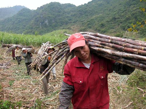 12月9日,在廣西柳州市融安縣浮石鎮(zhèn),幾名蔗農(nóng)在搬運(yùn)甘蔗。新華社記者 劉廣銘 攝