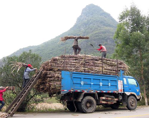12月9日,在廣西柳州市融安縣浮石鎮(zhèn),幾名蔗農(nóng)將成捆的甘蔗裝上卡車(chē)。時(shí)下正值榨季生產(chǎn)大忙時(shí)節(jié),廣西各地抓好甘蔗砍運(yùn)工作,全區(qū)各地糖廠全面開(kāi)榨。2012/2013榨季,廣西甘蔗種植面積1640萬(wàn)畝,同比增長(zhǎng)80萬(wàn)畝,原料蔗產(chǎn)量預(yù)計(jì)達(dá)到7000萬(wàn)噸。新華社記者 劉廣銘 攝
