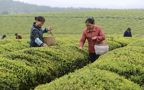 3月25日,江西省新余市水北鎮(zhèn)三八茶場的茶農(nóng)在采摘春茶。隨著氣溫持續(xù)回暖,新余市6000余畝生態(tài)茶園開始進入首輪采摘期,茶農(nóng)們紛紛入園采茶。近年來,該市充分利用當?shù)亓己玫纳鷳B(tài)環(huán)境種植綠茶及鐵觀音茶,并采用傳統(tǒng)手工制茶工藝生產(chǎn)特色“抱石茶”,該茶以其形美、味醇香濃、耐泡等特點,遠銷浙江、福建等地,促進當?shù)剞r(nóng)民增收致富。新華社發(fā)(周亮 攝)