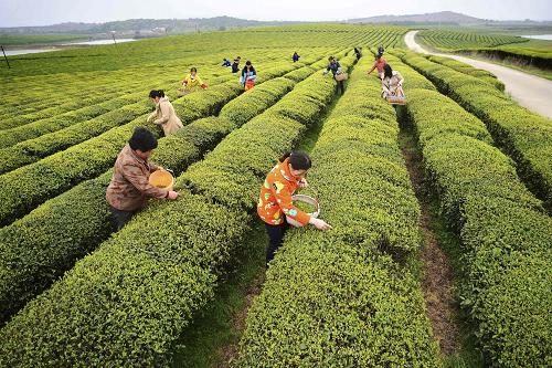 3月25日,江西省新余市水北鎮(zhèn)三八茶場的茶農(nóng)在采摘春茶。新華社發(fā)(周亮 攝)