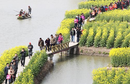 4月3日,游人在江蘇省興化市缸顧?quán)l(xiāng)千島菜花風(fēng)景區(qū)內(nèi)游覽。新華社發(fā)(周海軍 攝)