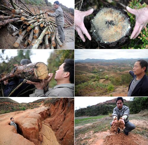 拼版照片:位于江西南部的贛縣五云鎮(zhèn)一處因濫伐林木導致的水土流失現(xiàn)象。圖為碗口粗的樹木被砍伐,留下光禿禿的山地,山林被毀導致水土流失,山路被沖刷成一個個大坑,農田被泥沙覆蓋(左至右,上至下)(2011年3月22日攝)。新華社記者 周科 攝