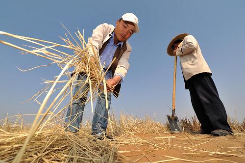 8月21日,在寧夏回族自治區(qū)中衛(wèi)市沙坡頭景區(qū)內(nèi),工作人員在沙丘上扎草方格。連日來,寧夏多地遭遇連續(xù)高溫天氣,在位于騰格里沙漠邊緣的中衛(wèi)市,當(dāng)?shù)厝罕婎^頂烈日,在炎熱的沙漠中堅守崗位扎草方格,防風(fēng)固沙。據(jù)了解,中衛(wèi)市位于寧夏回族自治區(qū)中西部,地處騰格里沙漠東南前緣和寧夏中部干旱帶上,沙漠1200平方公里,占土地面積的7%,多年來,當(dāng)?shù)厝罕娨恢边\用扎草方格的方式防風(fēng)固沙,先后對南山臺子沙區(qū)、北干渠系沙區(qū)、西風(fēng)口沙區(qū)、葡萄墩塘沙區(qū)、賽金塘沙區(qū)、長流水沙區(qū)、馬場湖沙區(qū)、堿堿湖沙區(qū)等8大沙區(qū)進行了治理,完成治理總面積80多萬畝,逐步實現(xiàn)了人進沙退。新華社記者 彭昭之 攝