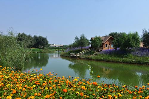 這是位于寧夏中衛(wèi)市的騰格里沙漠濕地金沙島休閑度假區(qū)一景(8月22日攝)。 新華社記者 王全超 攝