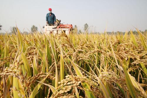 10月12日,農(nóng)機(jī)手駕駛收割機(jī)在山東省臨沂市郯城縣郯城街道十里村的田間收獲水稻。新華社發(fā)(張春雷 攝)