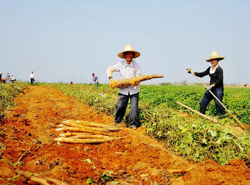 11月8日,在廣西鐘山縣清塘鎮(zhèn),一位農(nóng)民挖得一個(gè)大山藥,喜不自勝。近日,廣西賀州市鐘山縣農(nóng)民種植的山藥進(jìn)入收獲季節(jié),田間地頭一派繁忙景象。今年開(kāi)始,鐘山縣按照“合作社+基地+農(nóng)戶”模式推廣種植山藥8000多畝,畝產(chǎn)約2250公斤,可實(shí)現(xiàn)農(nóng)業(yè)總產(chǎn)值7200萬(wàn)元,山藥種植成為當(dāng)?shù)剞r(nóng)民增收新寵。 新華社記者 張愛(ài)林 攝