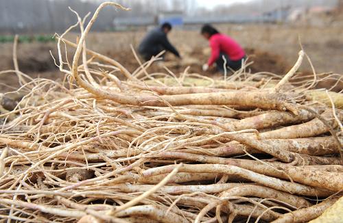 11月14日,山東省淄博市沂源縣南魯山鎮(zhèn)茅臺(tái)村的農(nóng)民在收獲桔梗。初冬時(shí)節(jié),山東省淄博市沂源縣南魯山鎮(zhèn)的萬(wàn)畝桔梗迎來收獲期,當(dāng)?shù)剞r(nóng)民搶抓晴好天氣忙著收獲、加工。沂源縣南魯山鎮(zhèn)是江北主要的桔梗產(chǎn)地之一,這里的桔梗絲、桔梗條等桔梗干鮮品不僅銷往全國(guó)各地,同時(shí)還出口日本、韓國(guó)等國(guó)家和地區(qū),每年外銷成品桔梗達(dá)8000余噸,桔梗產(chǎn)業(yè)成為當(dāng)?shù)剞r(nóng)民增收的重要來源。 新華社發(fā)(趙東山 攝)