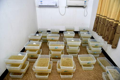 2013年12月29日,警方在嫌疑人家中查獲大量正在結(jié)晶的冰毒半成品。記者1月2日從廣東省公安廳獲悉,2013年12月29日,廣東多地警方聯(lián)合行動(dòng),“清剿”該省涉毒嚴(yán)重的“第一大村”陸豐市博社村,一舉摧毀以陸豐籍大毒梟為首的18個(gè)特大制販毒犯罪團(tuán)伙,抓捕嫌疑人182名,繳獲冰毒近3噸、制毒原料23噸。新華社發(fā)(梁冠華 攝)
